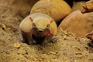 Villosus: Big hairy armadillo (Chaetophractus villosus), adult
