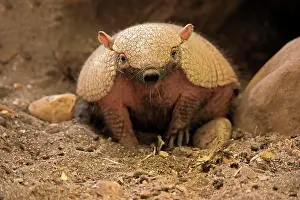 Villosus: Big hairy armadillo (Chaetophractus villosus), adult