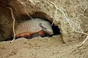 Punta: Big Hairy Armadillo (Chaetophractus villosus) adult
