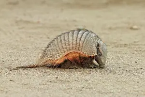 Punta: Big Hairy Armadillo (Chaetophractus villosus) adult