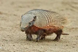 Punta: Big Hairy Armadillo (Chaetophractus villosus) adult