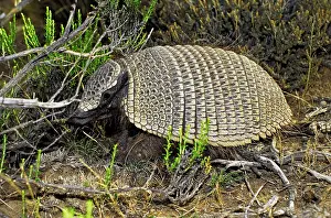 Argentinian: Big hairy armadillo or Large hairy armadillo (Chaetophractus