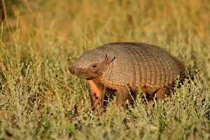Pampa: Big Hairy Armadillo / Larger Hairy Armadillo -