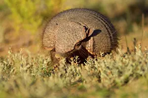 Pampa: Big Hairy Armadillo / Larger Hairy Armadillo -