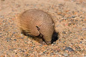 Villosus: Big Hairy Armadillo / Larger Hairy Armadillo -