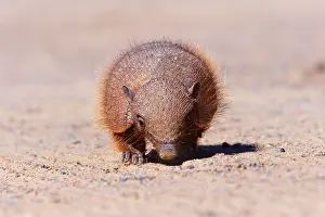 Villosus: Big Hairy Armadillo / Larger Hairy Armadillo -