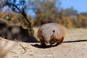Villosus: Big Hairy Armadillo / Larger Hairy Armadillo -