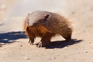 Villosus: Big Hairy Armadillo / Larger Hairy Armadillo -