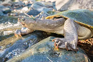 Mary: Big-headed Amazon River turtle (Peltocephalus dumerilianus)