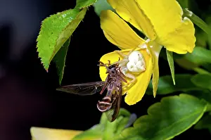 Visiting: Big-headed Fly - captured by crab spider (Thomisus