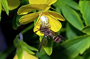 Visiting: Big-headed Fly - captured by crab spider (Thomisus