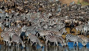 Banks: Big herd of zebras (Equus quagga) is standing in