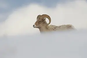 Bighorn: Big Horn Sheep