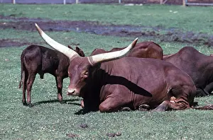 Horned: BIG HORNED ANKHOLE CATTLE