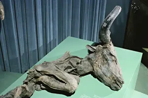 Pleistocene: Big-horned Bison Mummy