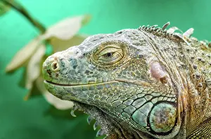 Scary: Big iguana on a green background close up portrait