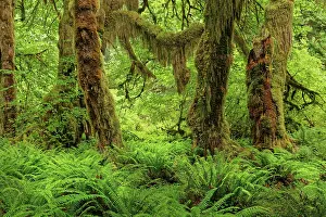 Adam: Big Leaf Maple tree draped with Club Moss, Hoh Rainforest