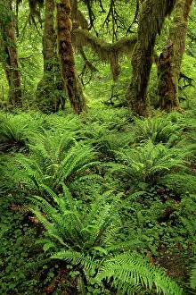 Adam: Big Leaf Maple tree draped with Club Moss, Hoh Rainforest