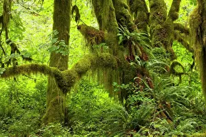 Macrophyllum: Big Leaf Maple trees in wet temperate rain forest