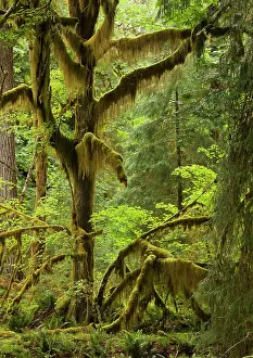 Macrophyllum: Big Leaf Maple - trees in wet temperate rain forest