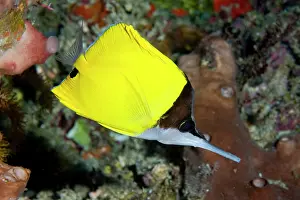 Butterflyfish: Big Longnose Butterflyfish - swimming along coral reef
