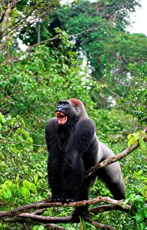 Backs: Big male gorilla (Gorilla gorilla gorilla) is st