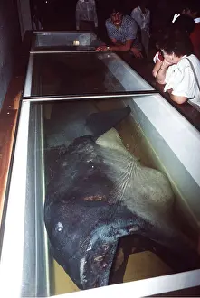 Carcass: Big Mouth / Megamouth Shark - dead
