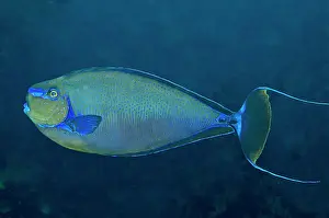 Flashing: Big Nose Unicornefish - male flashing his mating colours