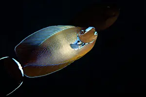 Unicorn: Big Nose Unicornfish