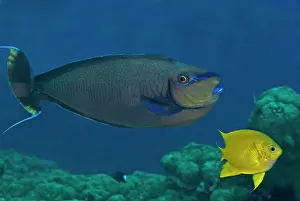 Unicorn: Big nose unicornfish - Male - flaring his courting