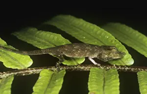 Calumma: Big-nosed chameleon