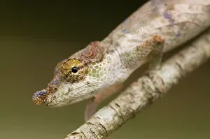 Calumma: Big-nosed Chameleon