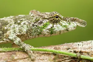 Calumma: Big-nosed Chameleon