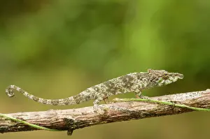 Calumma: Big-nosed Chameleon