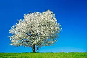 Prunus: Big old Cherry tree (Prunus) in full bloom under