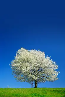 Prunus: Big old Cherry tree (Prunus) in full bloom under