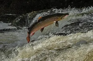 Spawn: Big old male Atlantic salmon, Salmo salar, migrating