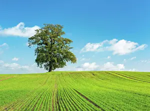 Robur: Big old oak (Quercus Robur) on field with winter