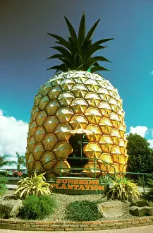 Pineapples: The Big Pineapple - Nambour