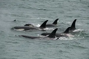 Strait: Big pod of orcas in Icy Strait a family unit