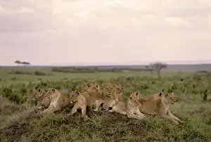 Pride: Big pride of Lions ( Panthera leo) on a little hill