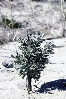 Fuel: Big Sagebrush on Antelope Island, Utah