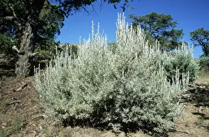 Fuel: Big Sagebrush (Artemisia tridentata)