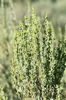 Nevada: Big Sagebrush (Artemisia tridentata)