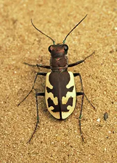 Formosa: Big Sand Tiger Beetle