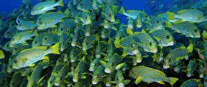Sweetlips: Very big school of Ribboned sweetlips (Plectorhinchus