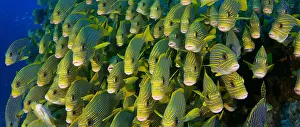 Sweetlips: Very big school of Ribboned sweetlips (Plectorhinchus