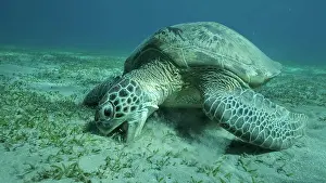 Zosteraceae: Big Sea Turtle green eats green sea grass on the