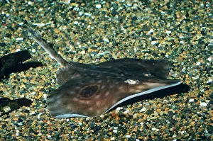 Skates: BIG SKATE - ON SHINGLE