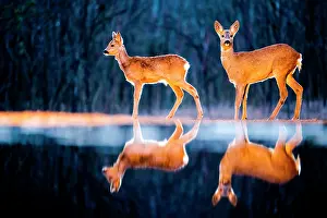 Sunsets: The big and the small. Roe deer (Capreolus capre